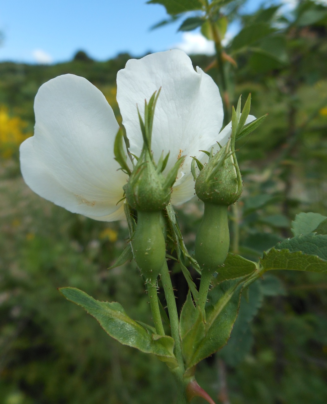 Rosa andegavensis / Rosa andegavense